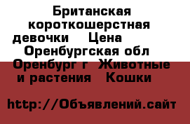 Британская короткошерстная (девочки) › Цена ­ 5 000 - Оренбургская обл., Оренбург г. Животные и растения » Кошки   